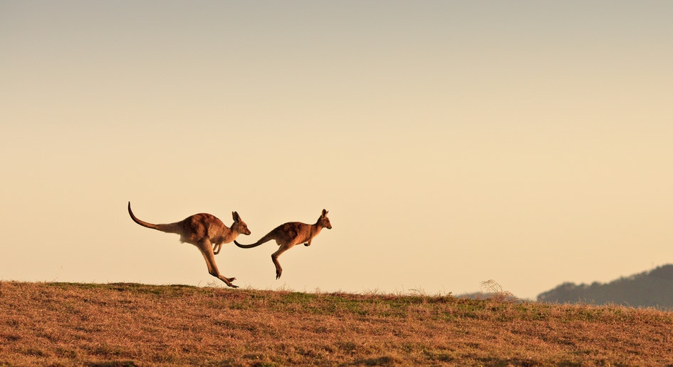 Kangaroos