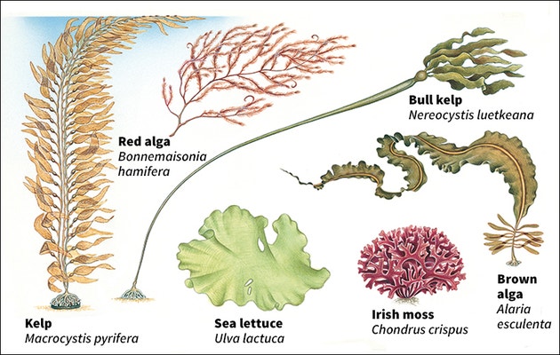 Ms J's Marine Ecology Class: Types of 