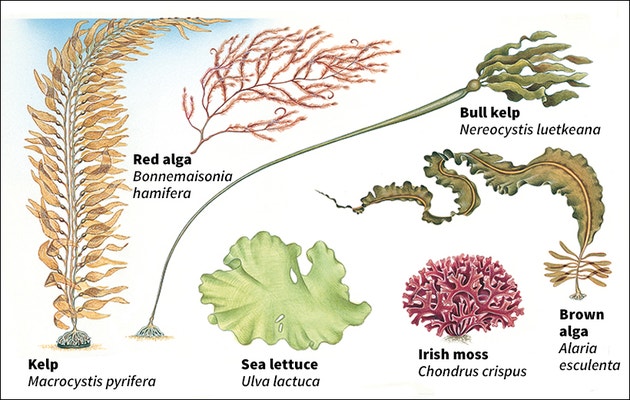 Ms J s Marine Ecology Class Types of Seaweed