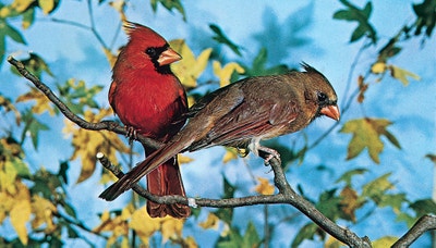 Male and female cardinal-image