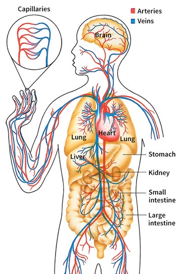 image title: Human circulatory system