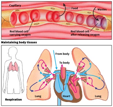 image title: Some functions of the circulatory system