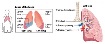 image title: Parts of a human lung
