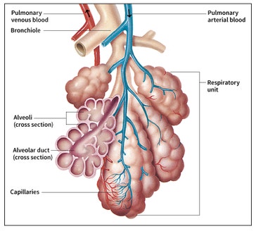 image title: Respiratory unit of a human lung