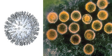 image title: Herpes virus