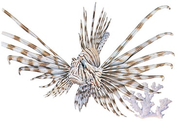 image title: Lionfish