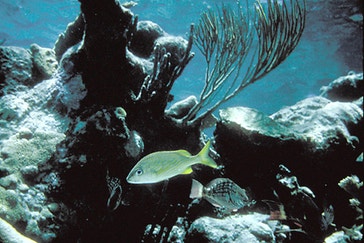 image title: Buck Island Reef National Monument