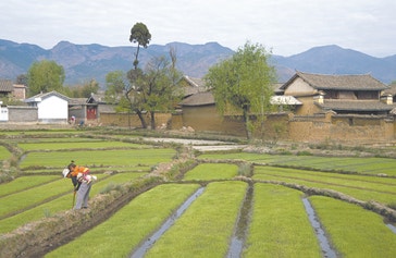 image title: Chinese agriculture