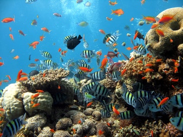 image title: Coral reef with colorful fish