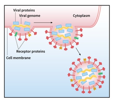 image title: Influenza virus emerges from host cell