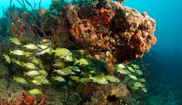 image title: Small, lively swimming fish on a coral reef