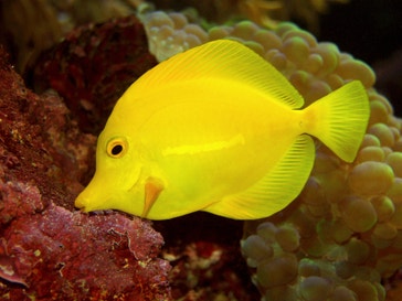 image title: Yellow tang