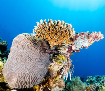 image title: Lionfish hiding among coral