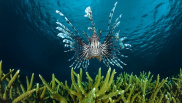 image title: Lionfish