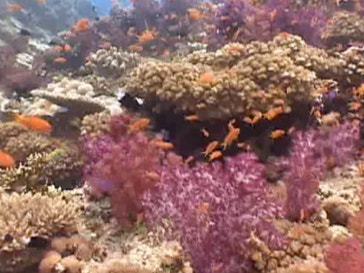 Coral reef near Fiji