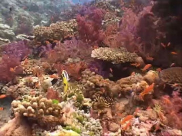 Coral reef near Fiji