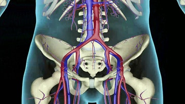 Human circulatory system