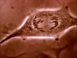 Cell division video