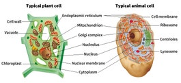 Structures of a cell photo