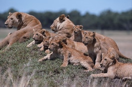 Lionesses with cubs photo
