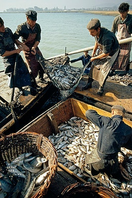 Fishermen in Hungary photo