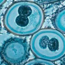 Mitosis in roundworm cells photo