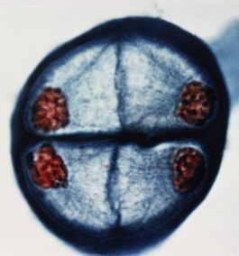 Meiosis in a lily pollen cell photo