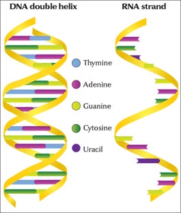 DNA and RNA photo
