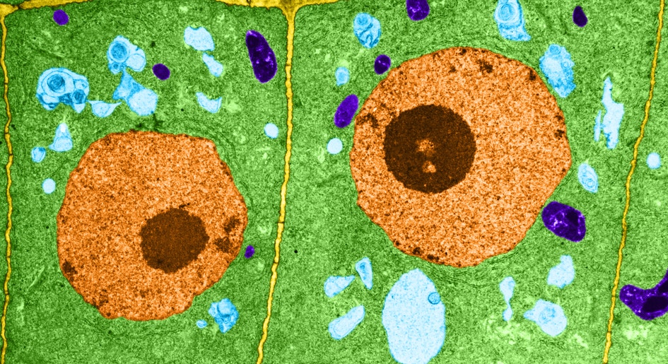 Plant root cells